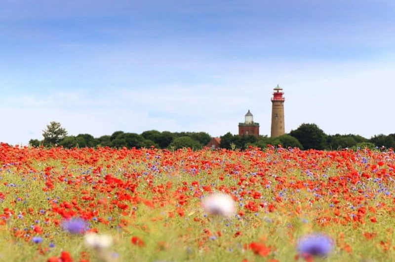 Blumenfeld an der Ostsee