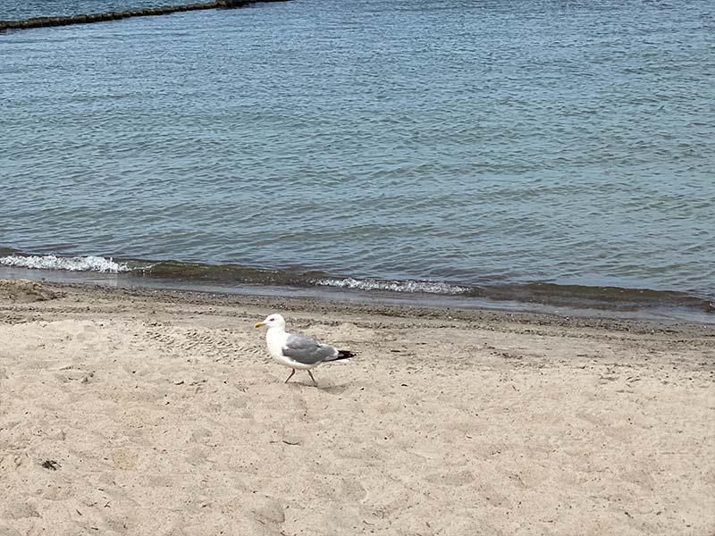 Möve am Strand Rügen